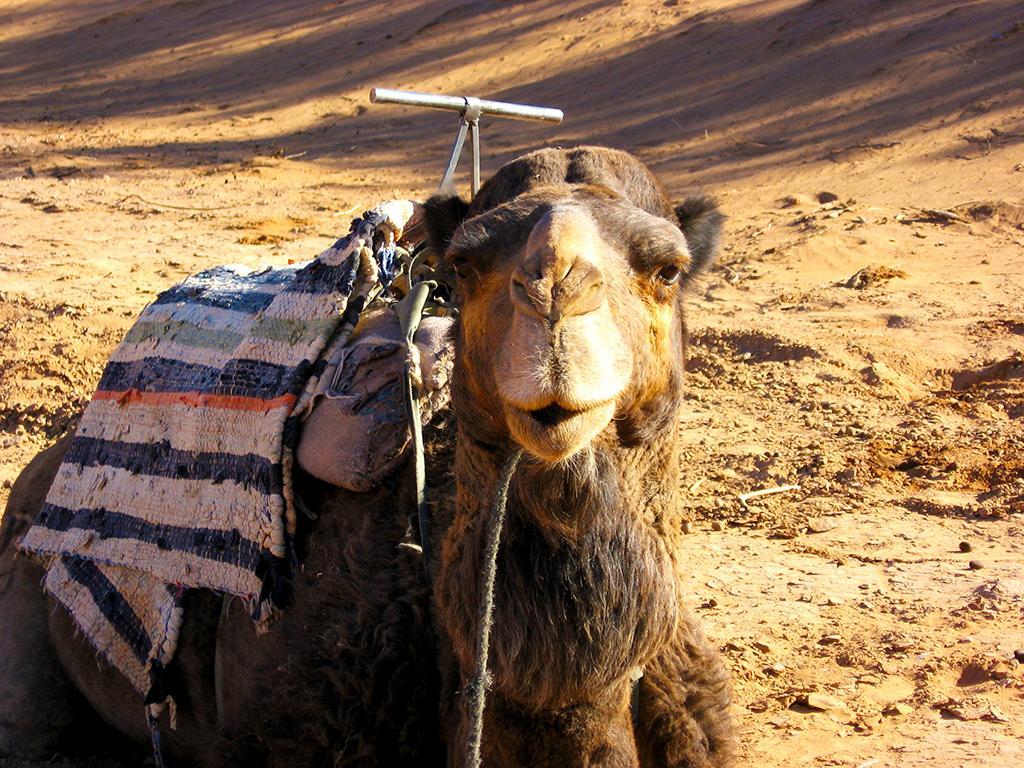 Riad Dar Zaouia Загора Екстер'єр фото